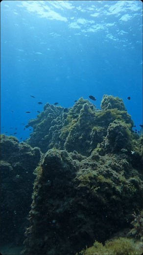 DIVE LANZAROTE! Come and join us for a dive or 10! Experience the diving in Lanzarote all year round! 🛥️ Daily boat and shore diving. Boat dive in Puerto Del Carmen from our custom built trimaran Living the Dream at no extra cost! We have boat dives at 9:30 and 11:30. Nitrox 30% free of charge! Not Nitrox certified? Add on the SSI Enriched Air Specialty to your dive package for just 90€ and then dive all your dives with us on Nitrox 🤙 Full range of diving courses available with SSI, BSAC and P