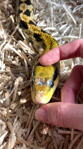 Gyvatės pakasiukai: neįprasti gyvūnai Lietuvoje