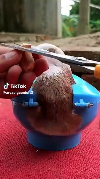 Effective Pigeon Treatment Methods for Pet Owners