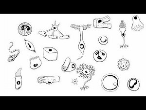 The Fundamentals of Neuroscience Nervous System Basics