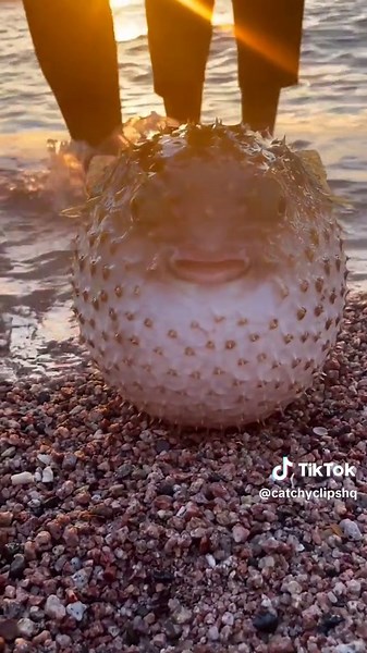 Risks of Handling Puffer Fish: What You Need to Know