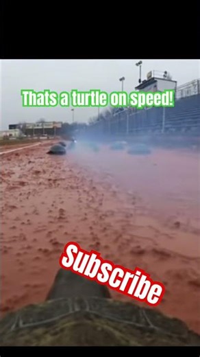 Thats turtle on speed #turtle #rocket #funnyshorts
