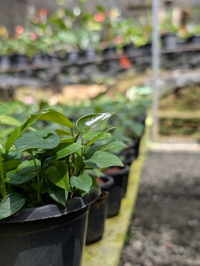 Small plant house 💫❤️💫 | Farmer's Diary