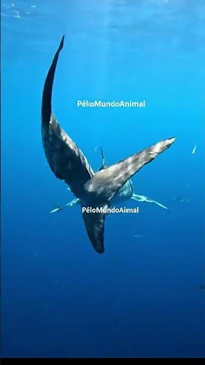 Whale shark, the gentle giant of the oceans.