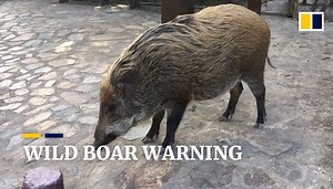More aggressive wild boars may be put down, says Hong Kong agriculture chief