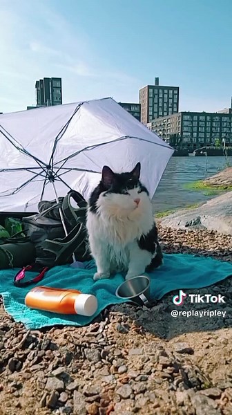 Elsie: The Loyal City Cat's Peaceful Adventure