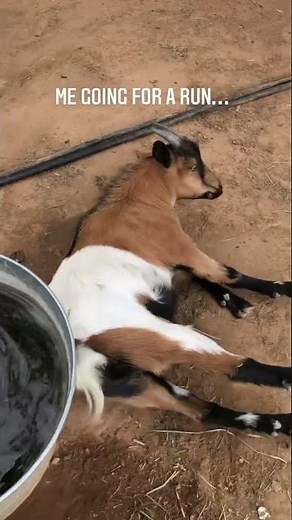 This is Lawson the fainting goat over committing on a sprint - Funny goat moment 😂