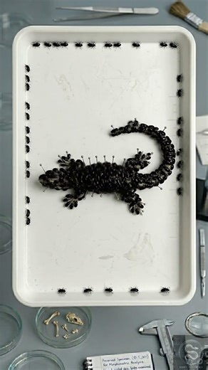 Lizard Skeleton Reveal | Fascinating Biology Time-Lapse