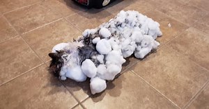 Complete Miracle: Cat Found Frozen Stiff in Snow Bank Lives To See Another Day