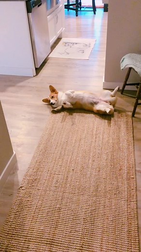 Cute Corgi's Hilarious Towel Drop Challenge Fail