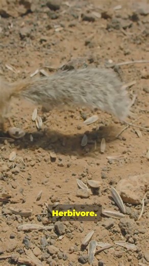 Gundi | The Adorable Desert Rodent You’ve Never Seen Before 🌵✨ #animals #naturevideo #wildlifeshorts