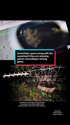 This is day three of our alien experiment things are going just fine until they started releasing spores. They grow very quickly. Some sort of my sealant is moving around the room. It is blue. Watch the behavior of everything on both screen screens. This is time distortion. You may look a little strange. That’s just how it looks. Again, the universe is here. Our alien visitors are very small for now. For over two years, my wife and I have been documenting a UFO and alien activity in St. Lucie Co