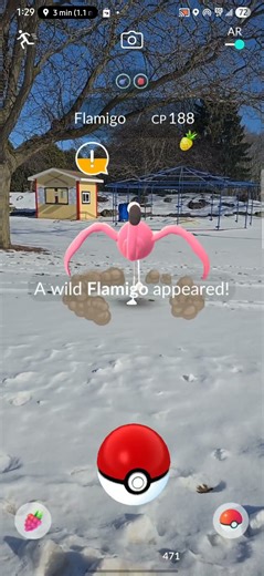 #0973 #Flamigo joins #FurysFlock