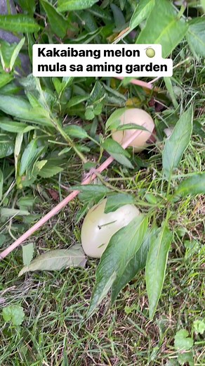 4.7M views · 28K reactions | Melon pear mula sa aming garden, lasang melon pero mas malutong siguro dahil hilaw pa nung na harvest namin. #fruit #harvest #fruitseason #fruitpicking #fyp #reelsviral | Pearly Alms | Facebook