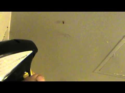 Raid Bug Maxx review