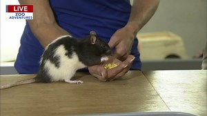 Cecily Tynan learns about rodents during Zoo Adventures