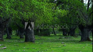 ASH or EUROPEAN ASH - FRESNO COMUN (Fraxinus excelsior), La Herrería Forest, San Lorenzo de El Escorial, Madrid, Spain, Europe