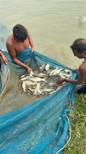 14 reactions | Fish catching time | Vinod Kumar Singh | Facebook