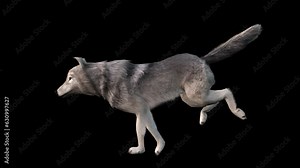 A grey wolf running loop on black background with alpha channel included at the end of the video, 3D animation, animated animals, seamless loop animation