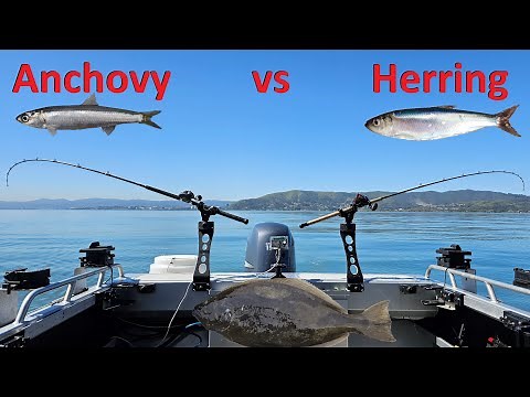 ANCHOVY vs HERRING | Halibut Fishing SF Bay