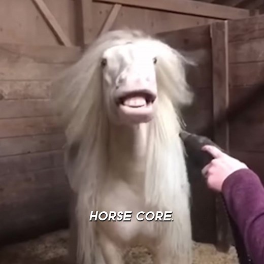 Silly Horse Neighing Videos Compilations 2024