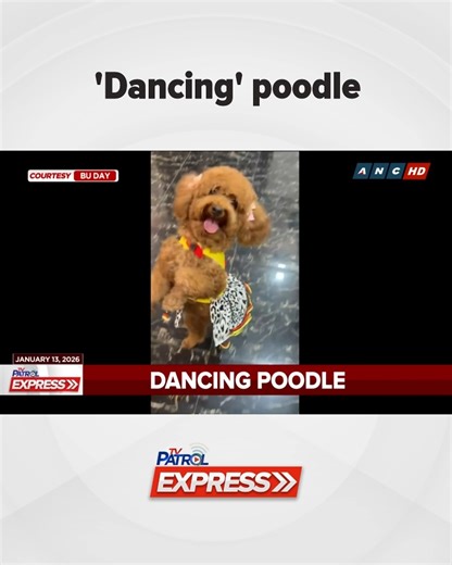 'Dancing' poodle #TVPatrolExpress | ABS-CBN News
