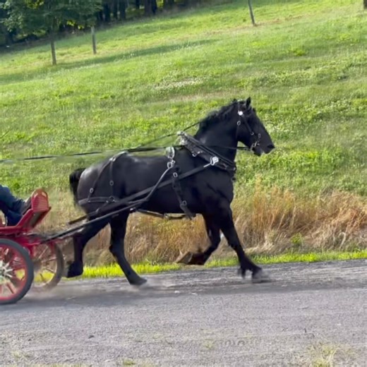 89K views · 5.2K reactions | It’s a funny thing about life, once you begin to take note of the things you are grateful for, you begin to lose sight of the things that you lack. Greetings on this lovely Saturday! The farm has been buzzing with excitement and activity over the past few weeks. We are only a week away from exhibiting at the Ohio State Fair. Our show dates are Tuesday July 30, Wednesday July 31 and Thursday August 1st. | Windermere Farms | Facebook