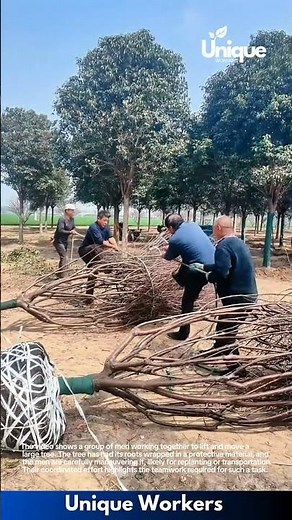 Teamwork in Tree Transplantation: Men Carefully Move Large Tree