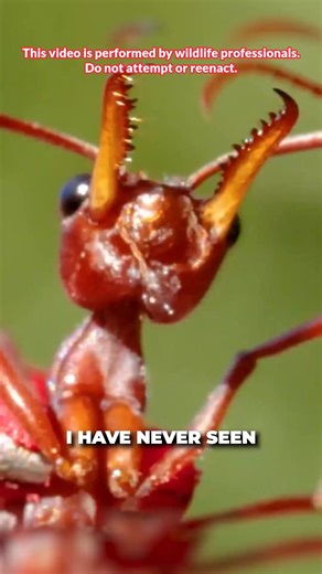 30K views · 335 reactions | I got into the sting zone with Australian Bulldog Ant! #ants #australian #insects #bravewilderness | Brave Wilderness | Facebook