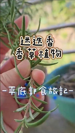 【平底郭食旅記】農村日常｜迷迭香：想讓陽台每天都香香的？看這支影片就懂！#平底郭食旅記 #日常 #迷迭香 #香草 #陽台 #懶人 #shorts #reels #herbs #easyplants