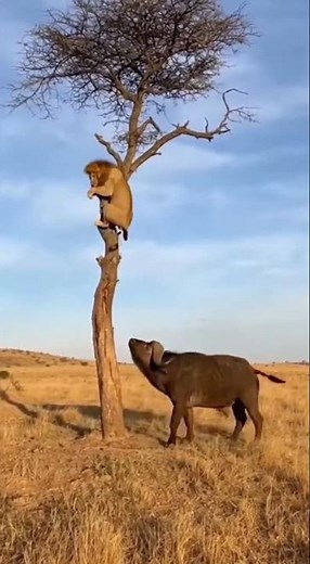 Lion meets Mad Bull