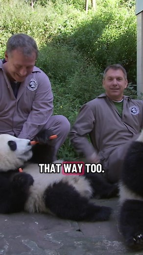 Celebrating National Panda Day with Breakfast Cuties