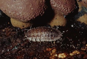 How to Get Rid of Woodlice in the House? | A Complete Guide - peSTopped