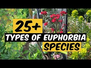 27 Types of Euphorbia Species - The Planet of Greens