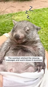 3.2K views · 55 reactions | A woman rescued baby wombat from deceased mother's pouch and adopted it #animallover #animalrescue #animalsofinstagram #animalslover #rescueanimal #loveanimals #rescueanimals #fypシ #wombat | AnimalLove Stories | Facebook
