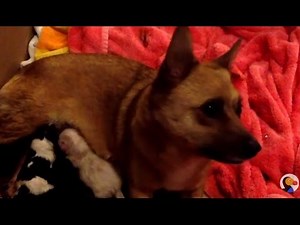 LIVE Dog Birth: FOUR Puppies Born LIVE | The Dodo LIVE