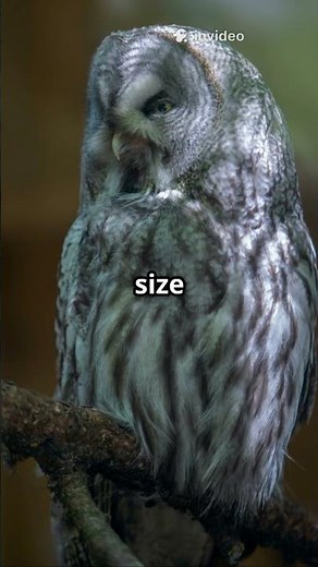 The Majestic Life of the Great Grey Owl #GreatGreyOwl #Wildlife #BirdWatching #Owls