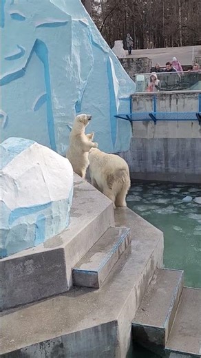 Rare Polar Bear Footage | Frozen World Wildlife