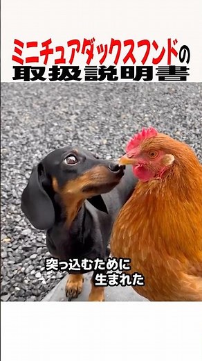 Why Everyone in Japan Loves Miniature Dachshunds: Exploring Their Charm