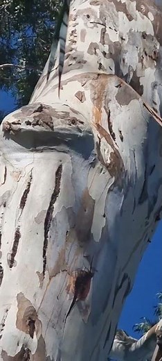 how to cut branches on eucalyptus trees to heel properly. #trees #eucalyptus #pruning #FYI