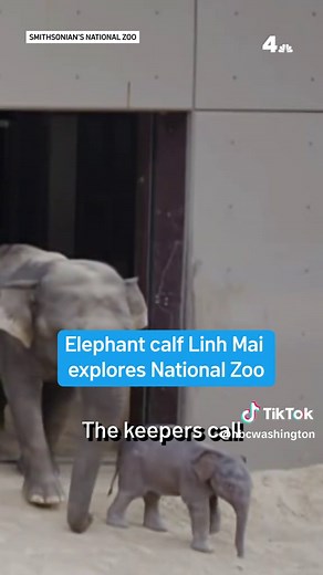 The Smithsonian’s National Zoo and Conservation Biology Institute shared footage of the new baby elephant exploring before she makes her public debut on Earth Day. #DMVtiktok #DCtiktok #Maryland #DistrictofColumbia #DCnews #DMV #NorthernVirginia #Virginia #nationalzoo #elephants #elephantsoftiktok