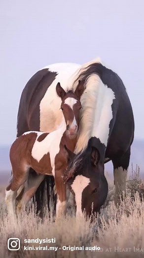 36K views · 2K reactions | Thinking of Spring on this frigid Foal Friday. It’s less than a month away and I know I’m counting the days. In this Reel are 1) Theya and Tabasco-2021 2) Twilight and Tuxedo-2021 3) Tuff and Tejas-2022 4) Weeleetka and Weetonka-2016 5) Bonnie and Brumby-2022 and 6) Moonshadow/Misu and Merlin. What can I say….I love babiesHappy Foal Friday! | Wild at Heart Images-Wildlife and Nature Photography | Facebook