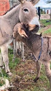 71K views · 5.6K reactions | This donkey foal was attacked by hungry street dogs while his mum was out working. Injured and afraid, he fought to survive. Thanks to love, care and his donkey friends he has healed and is doing well ❤️‍啕 #animalaidabroad #dog #animalreacue #animalrescue #workinganimals #dobkey #foal | Animal Aid Abroad | Facebook