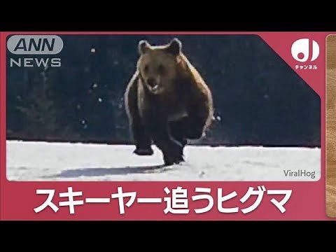 「みんな逃げて！」ヒグマ”猛追3分間”スキーヤー追うヒグマ(2023年11月24日)【スーパーJチャンネル】