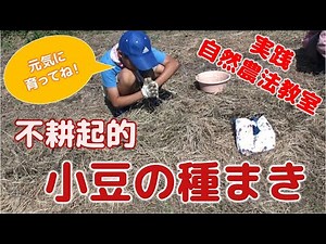 小豆の種まき 不耕起的方法 ＜実践自然農法教室＞