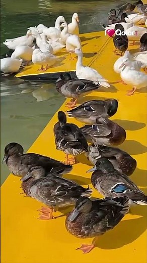 Duck Lake at The Pearl Island