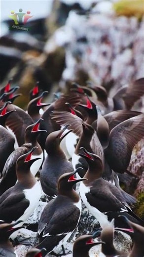 common murre sound #shorts #facts #animals