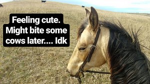 Feeling Cute Challenge | Know Your Meme