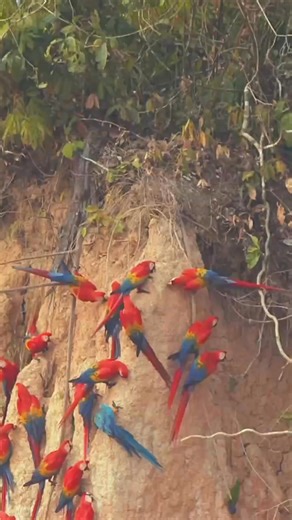⭕️ Save Help and Protect Endangered Parrots.. 🔴 Have you ever wondered how a macaw’s story begins in the Amazon rainforest? 🔴 The rainy season has arrived in Tambopata, and with it, one of the most important moments in a macaw’s life. High in the canopy, pairs begin the bonding and mating process that will shape the next generation. 🔴 Through MacawCam, we are sharing what we are learning by monitoring artificial nests inside the Tambopata National Reserve, offering a rare look into this intim