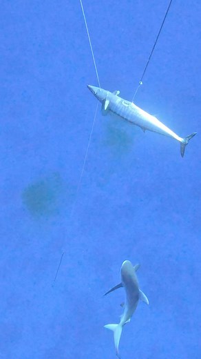 SHARK VS FISH VS DIVER #fishing #spearfishing #shark | Nick Bailey Spearfishing